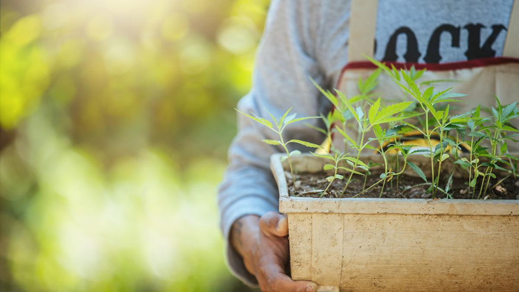 LEGALIZACIÓN DE LA MARIHUANA EN MÉXICO