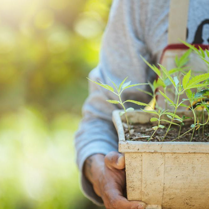 LEGALIZACIÓN DE LA MARIHUANA EN MÉXICO- Vuelo 420 Smoke Shop Mexico Monterrey