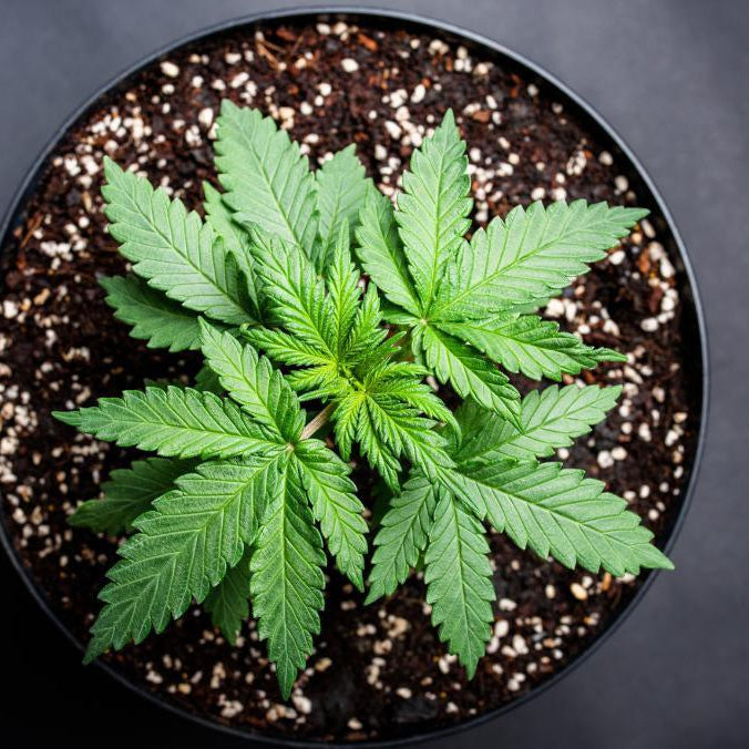 5 CONSEJOS BÁSICOS PARA QUE TU PLANTA DE MARIHUANA CREZCA SANA Y FELIZ- Vuelo 420 Smoke Shop Mexico Monterrey