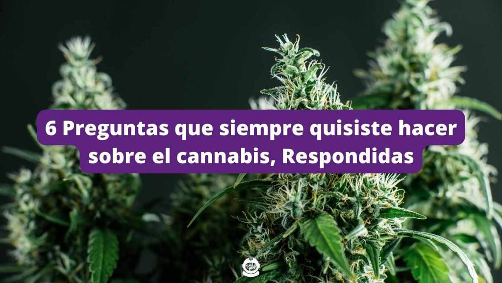 6 Preguntas que siempre quisiste hacer sobre el cannabis, Respondidas