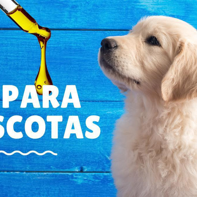 LOS BENEFICIOS DEL CBD PARA MASCOTAS - TODO LO QUE NECESITAS SABER- Vuelo 420 Smoke Shop Mexico Monterrey