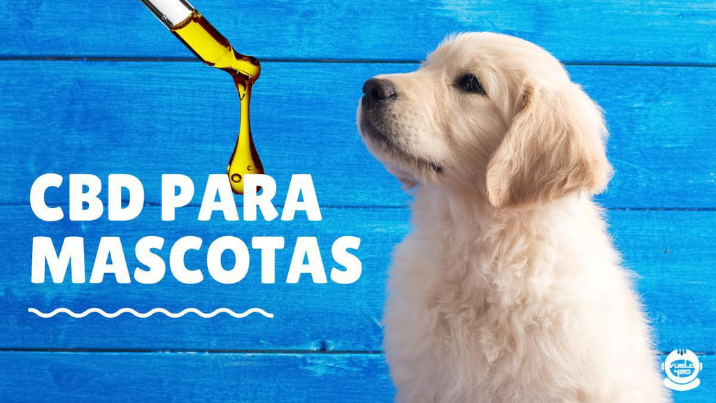 LOS BENEFICIOS DEL CBD PARA MASCOTAS - TODO LO QUE NECESITAS SABER