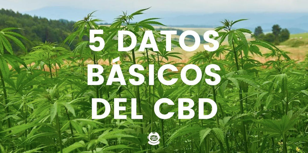 5 DATOS BÁSICOS SOBRE EL CBD