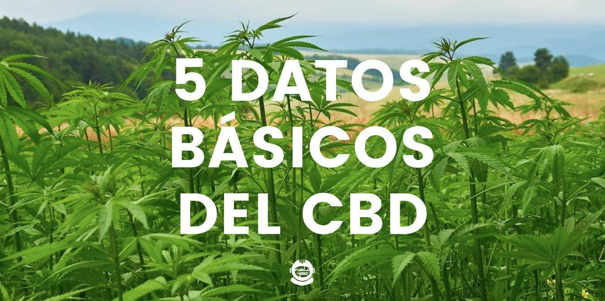 5 DATOS BÁSICOS SOBRE EL CBD- Vuelo 420 Smoke Shop Mexico Monterrey