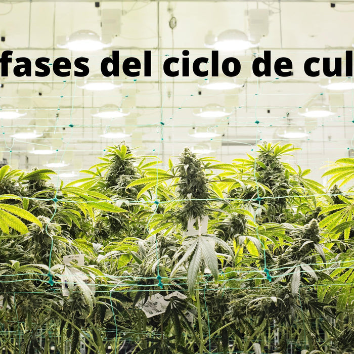 CONOCE LAS ETAPAS DEL CICLO DE CULTIVO DE TU PLANTA DE MARIHUANA- Vuelo 420 Smoke Shop Mexico Monterrey