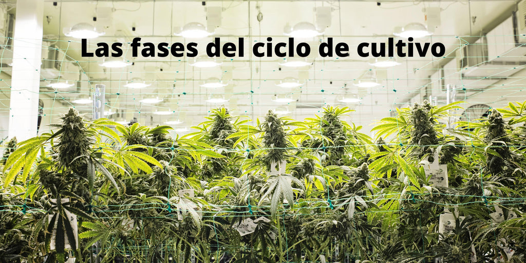 CONOCE LAS ETAPAS DEL CICLO DE CULTIVO DE TU PLANTA DE MARIHUANA