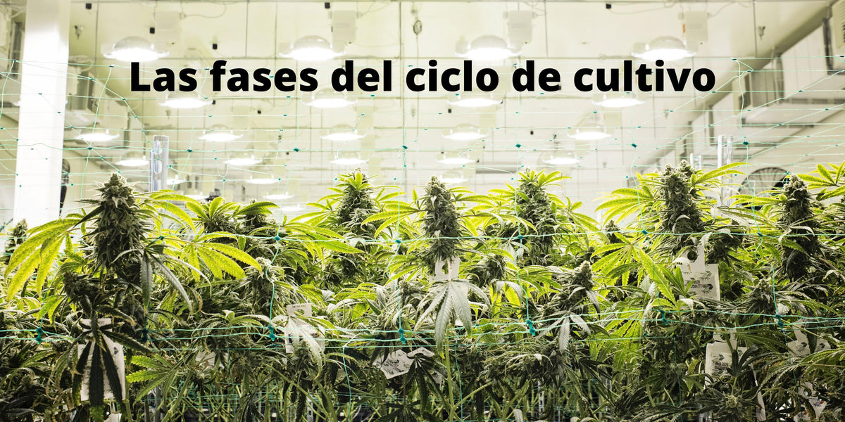 CONOCE LAS ETAPAS DEL CICLO DE CULTIVO DE TU PLANTA DE MARIHUANA- Vuelo 420 Smoke Shop Mexico Monterrey