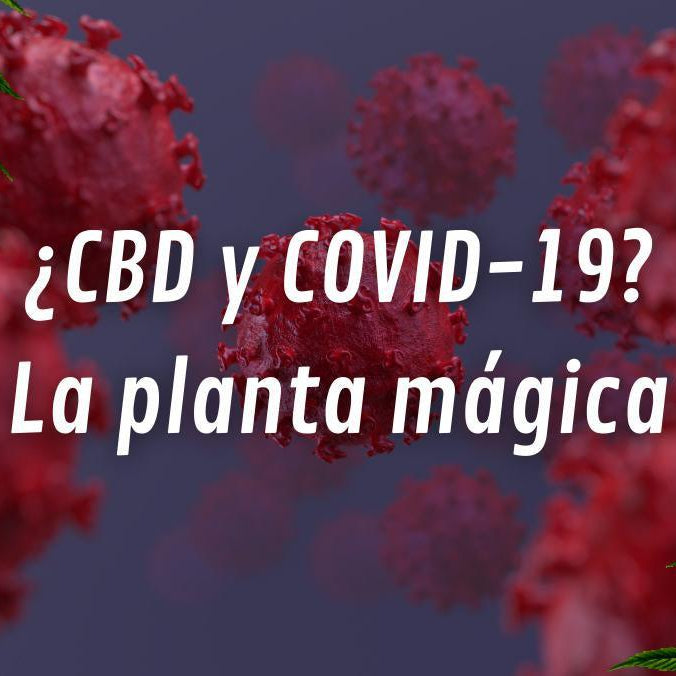 El compuesto de cannabis CBD podría prevenir y combatir la infección por COVID-19 segun estudios- Vuelo 420 Smoke Shop Mexico Monterrey
