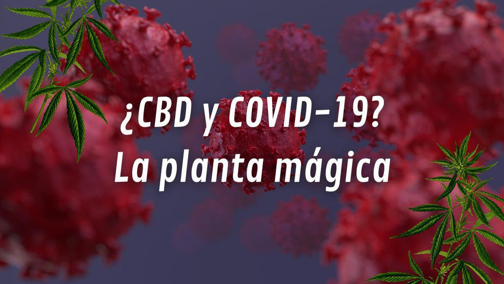 El compuesto de cannabis CBD podría prevenir y combatir la infección por COVID-19 segun estudios