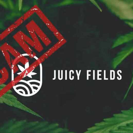 Negocio scam de cannabis: estafa piramidal que afecta a inversores europeos