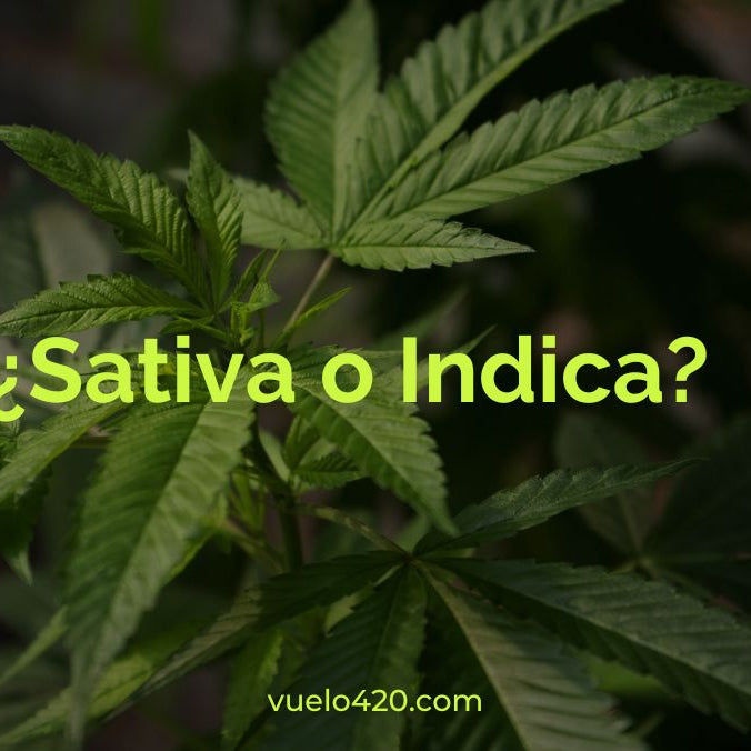 ¿Indica o Sativa?