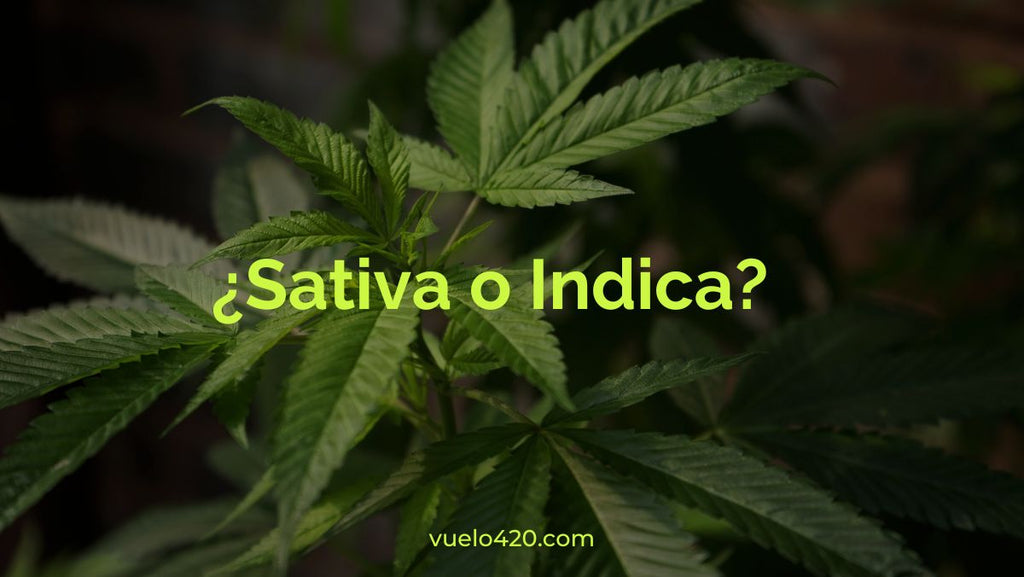 ¿Indica o Sativa?