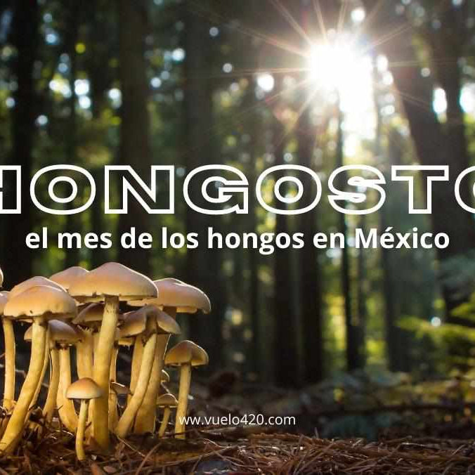 ¡Hongosto llego! ¿Porqué le llamamos así a la temporada de Hongos? Conoce más