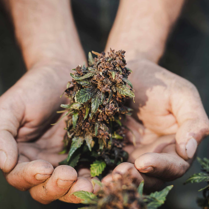 CÓMO CONSERVAR FRESCA TU MARIHUANA CON C-VAULT E INTEGRA BOOST DURANTE UN LARGO TIEMPO- Vuelo 420 Smoke Shop Mexico Monterrey