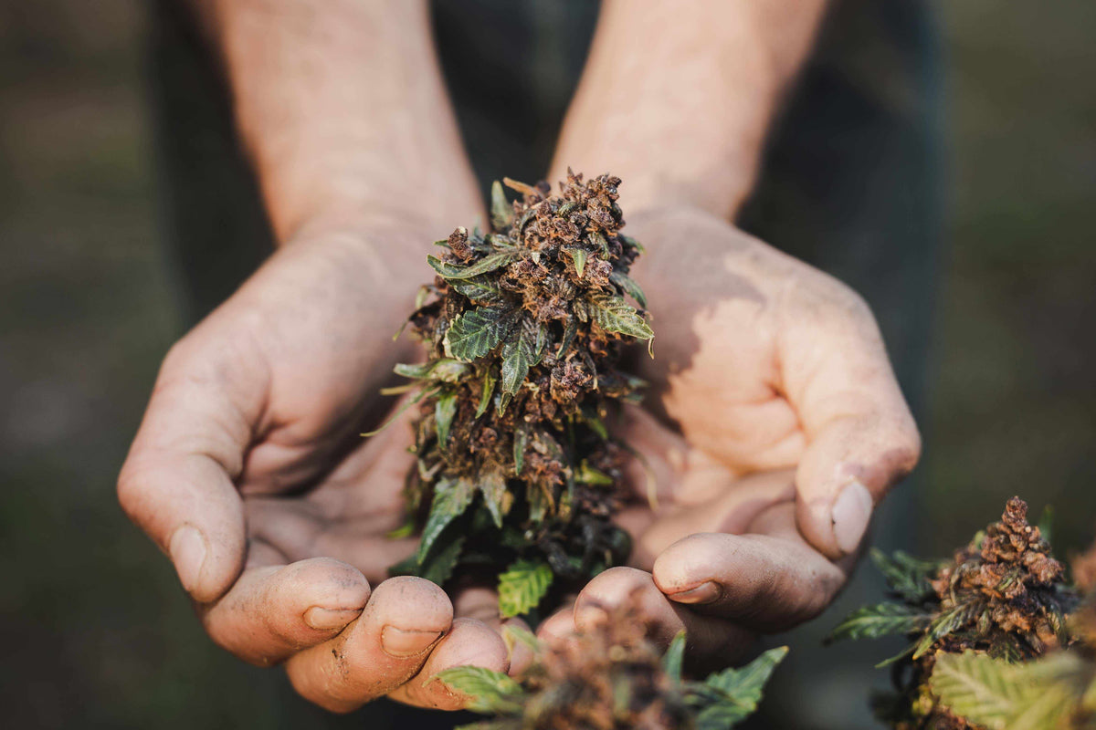 CÓMO CONSERVAR FRESCA TU MARIHUANA CON C-VAULT E INTEGRA BOOST DURANTE UN LARGO TIEMPO- Vuelo 420 Smoke Shop Mexico Monterrey