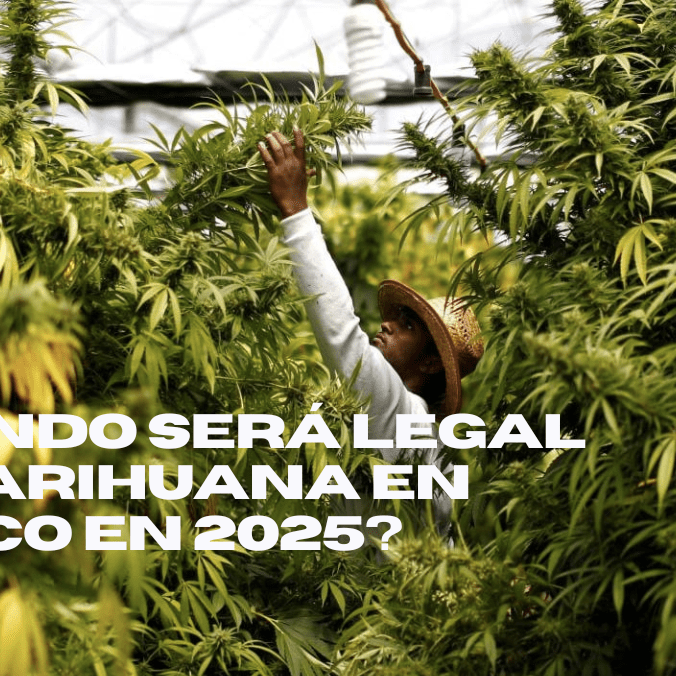 ¿Cuándo será legal la marihuana en México en 2025?